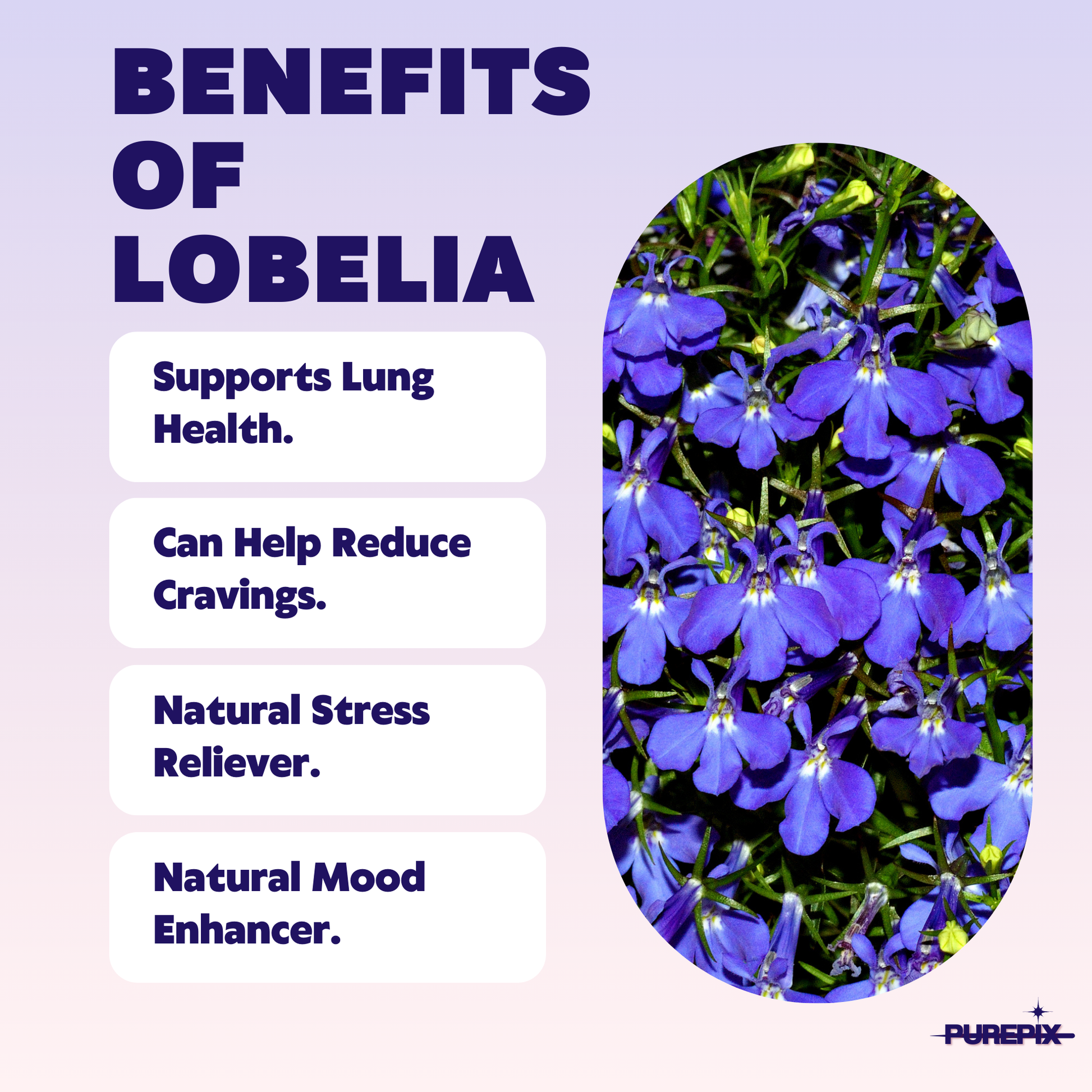 QuitPix to Help Quit Smoking Flavored Toothpicks with Lobelia -  Nicotine Free Toothpicks - Kosher