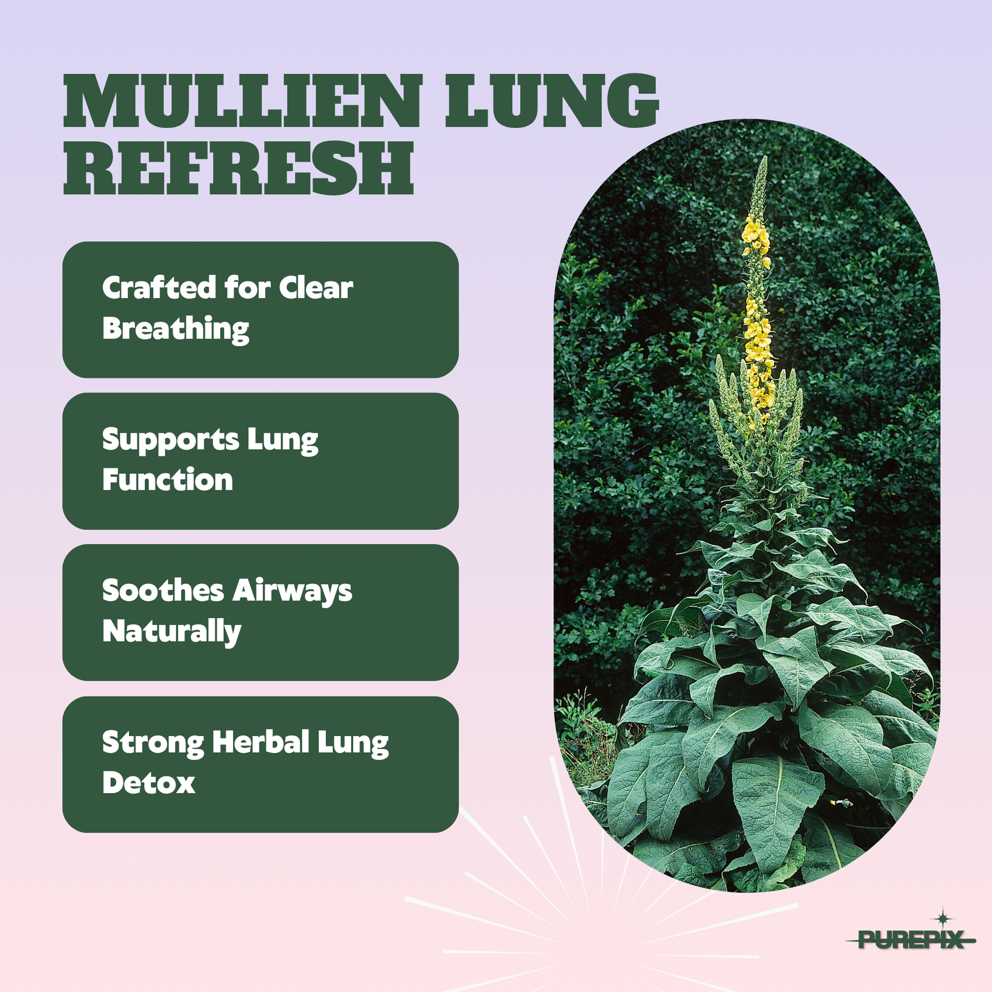 Mullein Pix, Extra Thick Boosting Flavored Toothpicks with Mullein Leaf – Natural Smoking Alternative – Lung Cleanse Support – Nicotine Free
